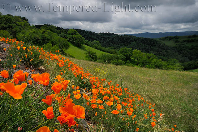 Poppies on Mt. Diablo