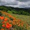 Poppies on Mt. Diablo