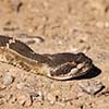 Rattlesnake