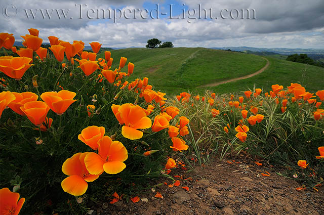Poppies on Mt. Diablo II
