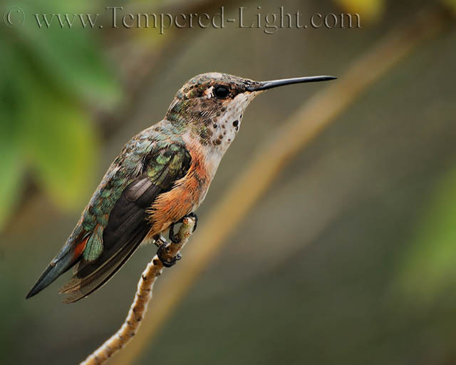 Allens Hummingbird