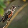 Allens Hummingbird