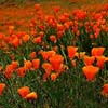 California Poppies