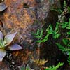 Mitchell Canyon Detail
