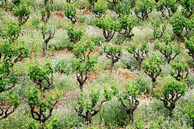 Old Vines & Wildflowers