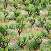 Old Vines & Wildflowers