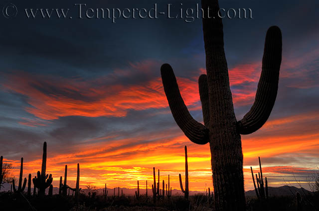 Saguaro Sunset