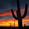 Saguaro Sunset
