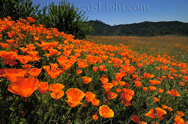 Mt. Diablo Poppies