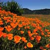 Mt. Diablo Poppies