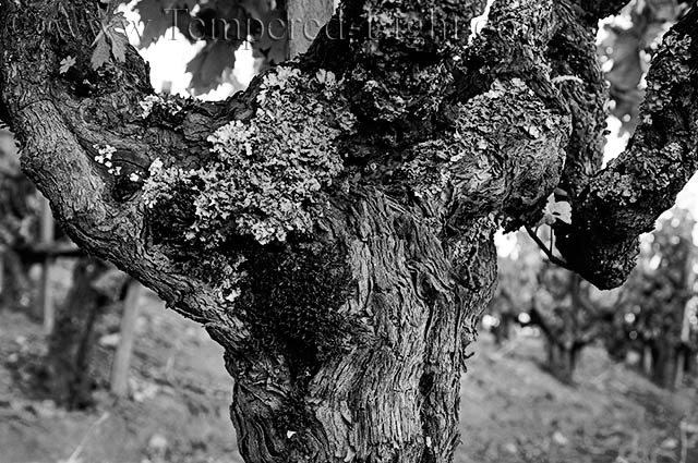 California Heritage Vine