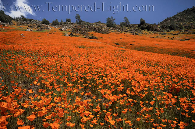 Poppies Will Make You Sleep