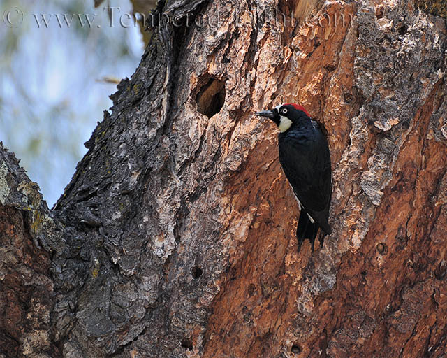 Acorn Woodpecker II