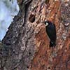 Acorn Woodpecker II