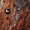 Acorn Woodpecker III