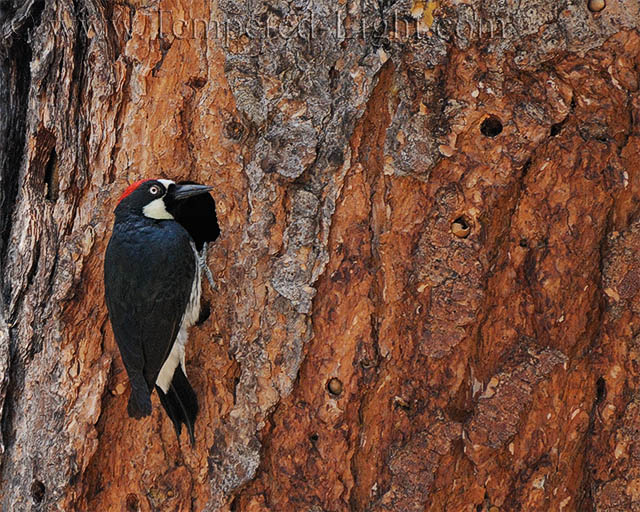 Acorn Woodpecker IV