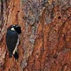 Acorn Woodpecker IV