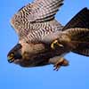 Peregrine Falcon