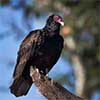 Turkey Vulture