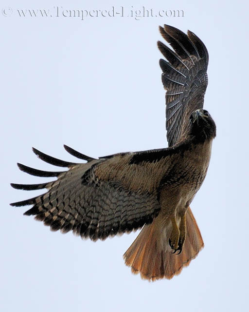 Red-Tailed Hawk Pirouette