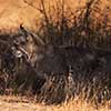 Bobcat Stalking a Squirrel