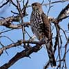 Juvenile Sharp-Shinned Hawk