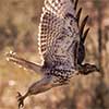 Red-Tailed Hawk (Juvenile)