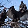 Turkey Vultures