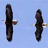 Bald Eagles