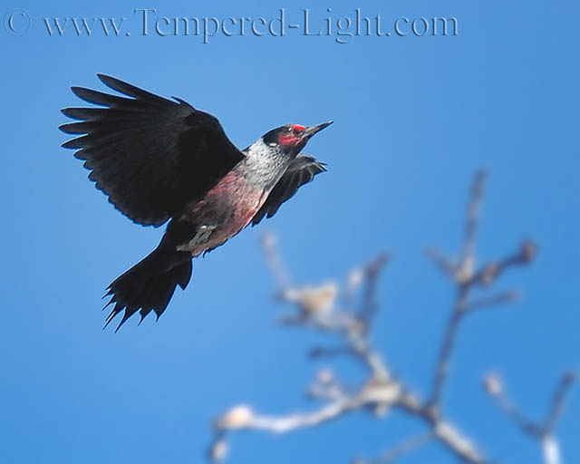 Lewis Woodpecker