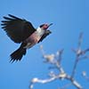 Lewis Woodpecker