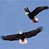 Bald Eagles