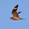 Common Nighthawk