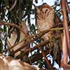 Barn Owl Couple