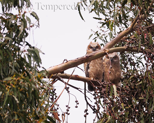 Great Horned Owlets