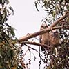 Great Horned Owlets