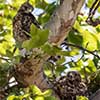 Red-Shouldered Hawk Nest