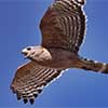 Red-Shouldered Hawk