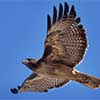 Red-Tailed Hawk