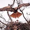 Red-Tailed Hawk Nest