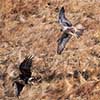 Prairie Falcon chasing a Northern Harrier
