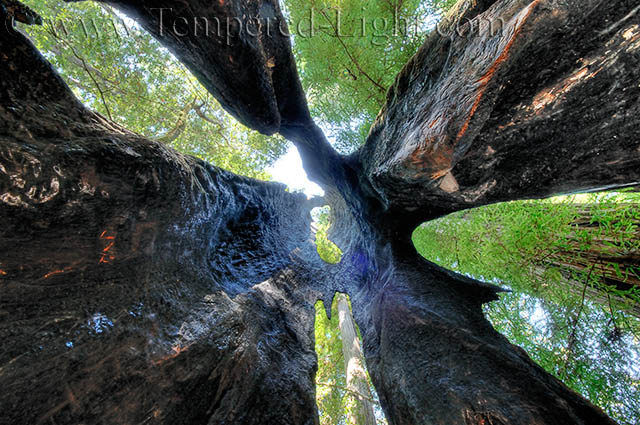 Chimney Tree
