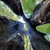 Chimney Tree