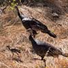 Wild Turkey Family