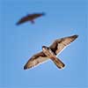 Prairie Falcon being tracked by a Red-Tailed Hawk