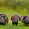 Wild Turkeys