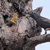European Starlings