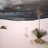 White Sands Yucca