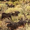 Valley of Fires Lava Flow