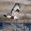 Rough-Legged Hawk